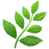 :herb: :herb: