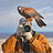 photocopilot